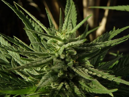 marihuana medyczna nasiona